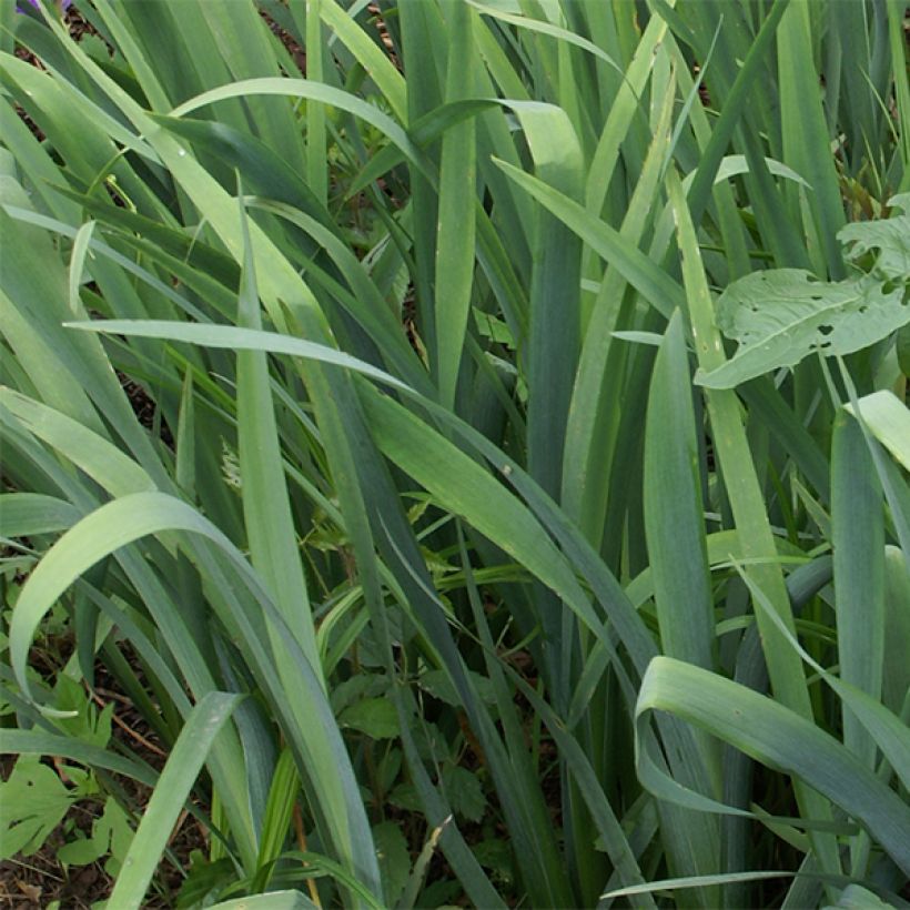 Iris louisiana Gulf Shore - Louisiana-Wasser-Iris (Laub)