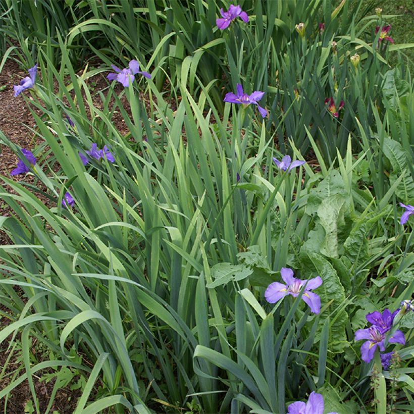 Iris louisiana Gulf Shore - Louisiana-Wasser-Iris (Wuchs)