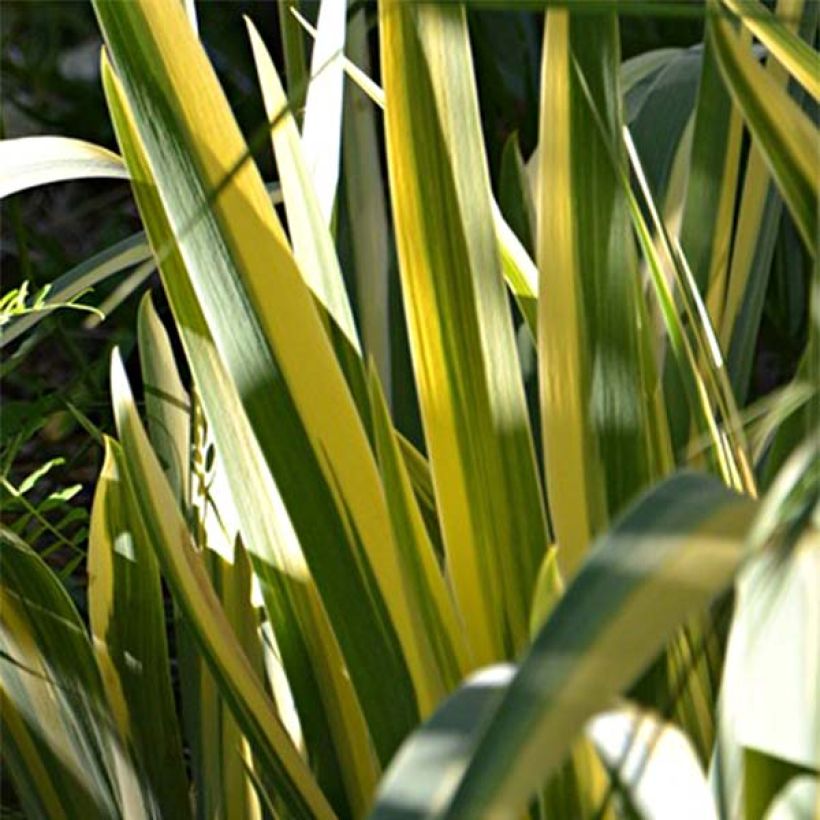 Iris pallida Variegata - Bleiche Schwertlilie (Foliage)