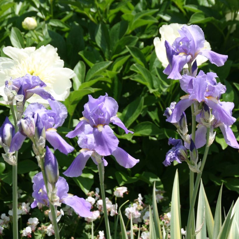 Iris pallida Variegata - Bleiche Schwertlilie (Flowering)
