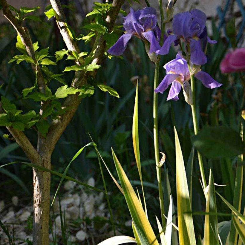 Iris pallida Variegata - Bleiche Schwertlilie (Plant habit)
