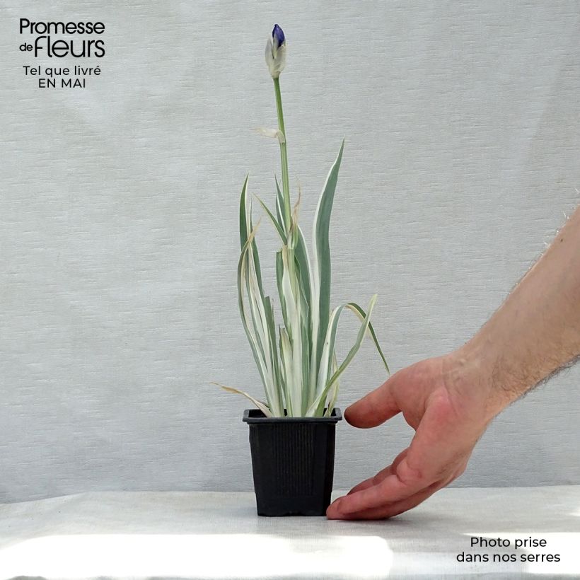 Example of Iris pallida Variegata - Bleiche Schwertlilie Kleine Töpfe von 8/9 cm as you get in printemps