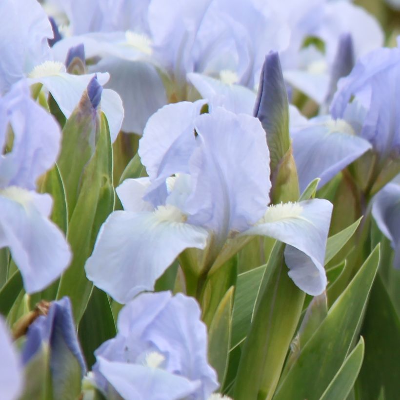 Iris pumila Azurea - Kleine Schwertlilie (Flowering)