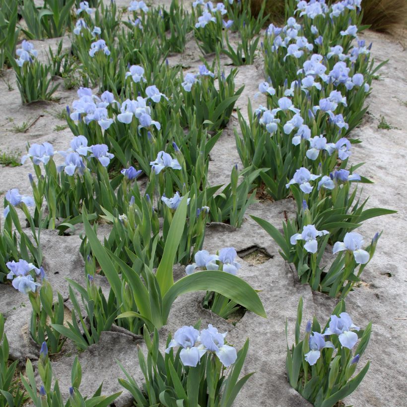 Iris pumila Azurea - Kleine Schwertlilie (Plant habit)