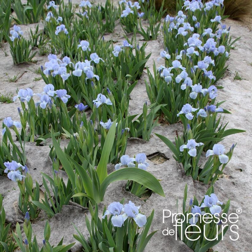 Iris pumila Blue Denim - Kleine Schwertlilie (Wuchs)