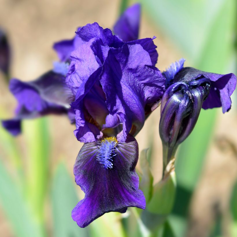 Iris pumila Brannigan - Kleine Schwertlilie (Flowering)