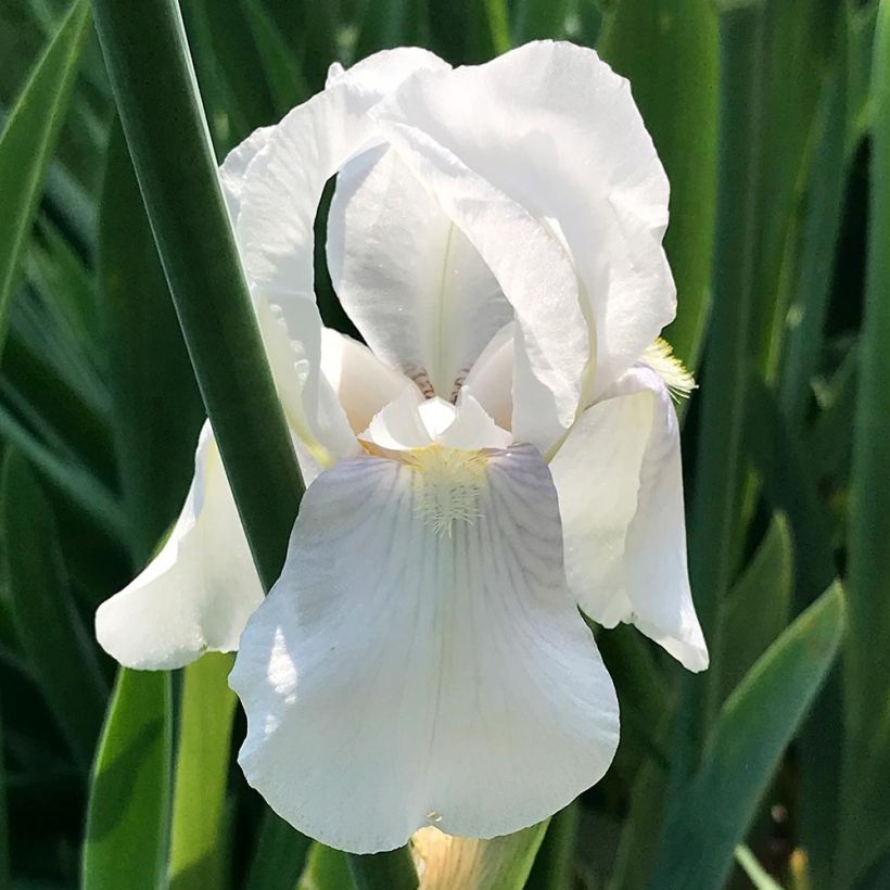 Iris pumila Bright White - Kleine Schwertlilie (Flowering)