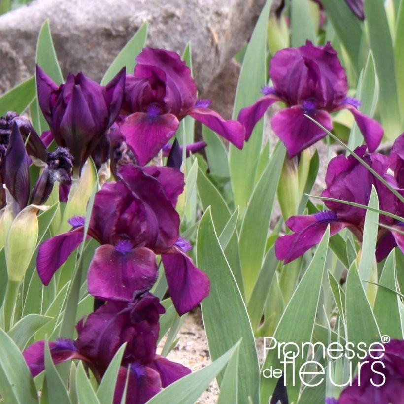 Iris pumila Cherry Garden - Kleine Schwertlilie (Foliage)