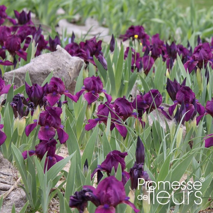 Iris pumila Cherry Garden - Kleine Schwertlilie (Plant habit)
