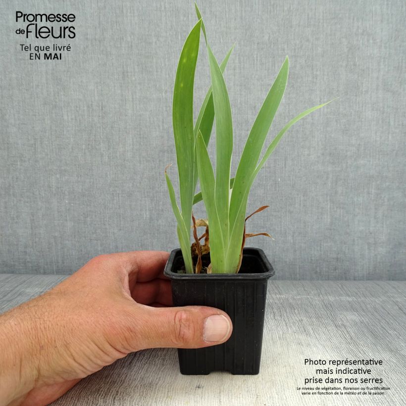 Exemplar von Iris pumila Crispy - Kleine Schwertlilie Kleine Töpfe von 8/9 cm wie im Frühjahr geliefert