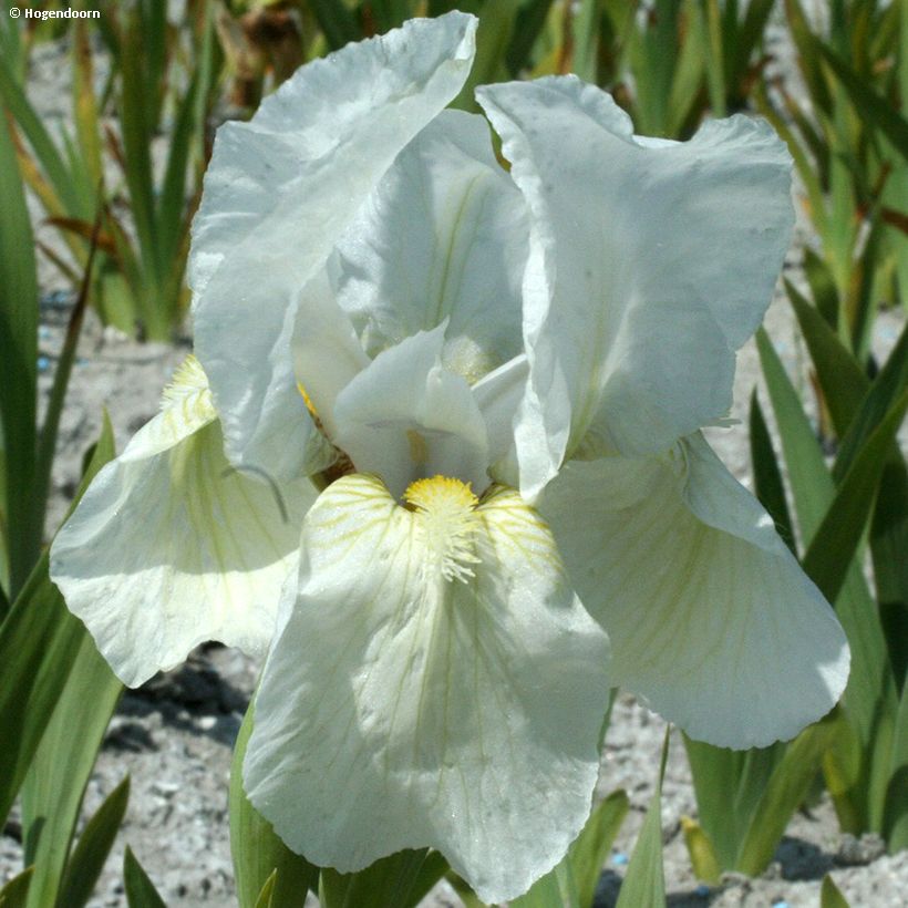 Iris pumila Dream Stuff - Kleine Schwertlilie (Flowering)