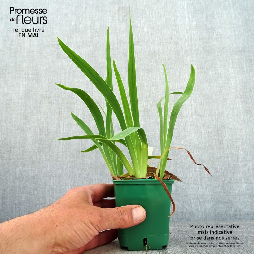 Example of Iris pumila Yellow - Kleine Schwertlilie Kleine Töpfe von 8/9 cm as you get in printemps