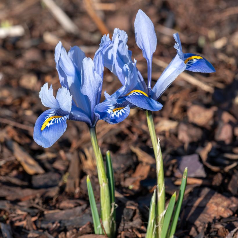 Iris reticulata Alida - Netzblatt-Schwertlilie (Wuchs)