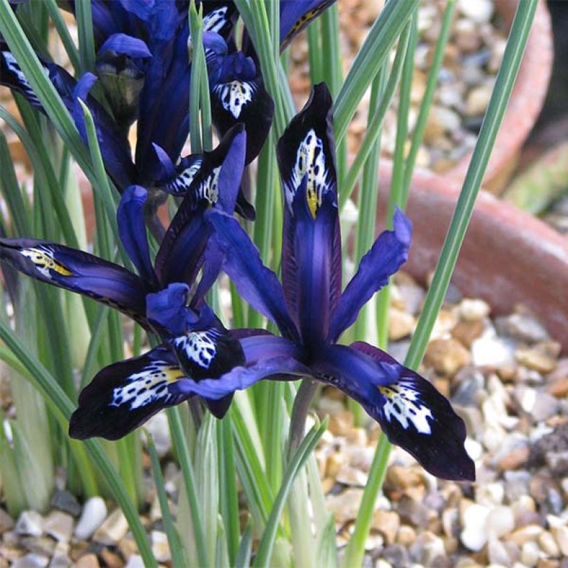 Iris reticulata Blue Note - Netzblatt-Schwertlilie (Flowering)