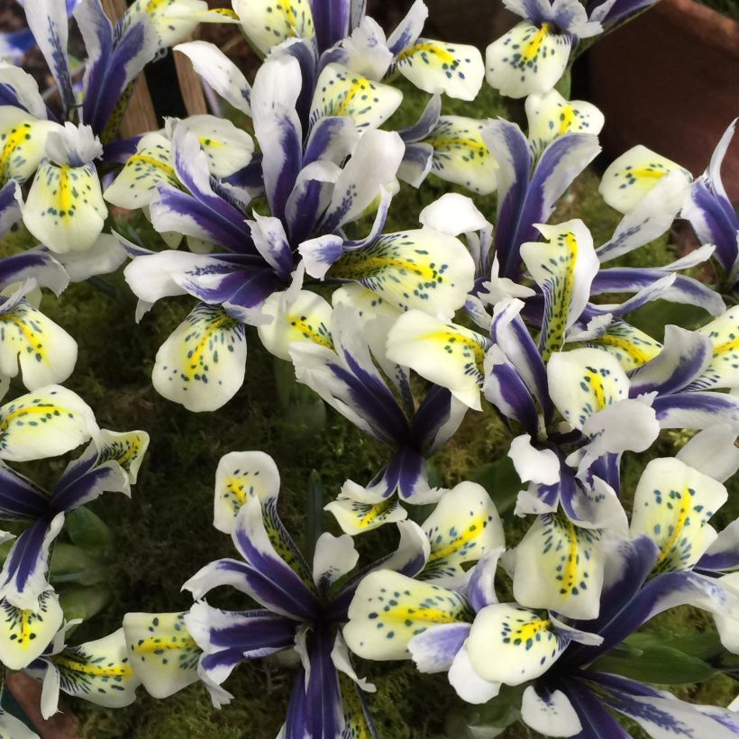Iris reticulata Eyecatcher - Netzblatt-Schwertlilie (Blüte)