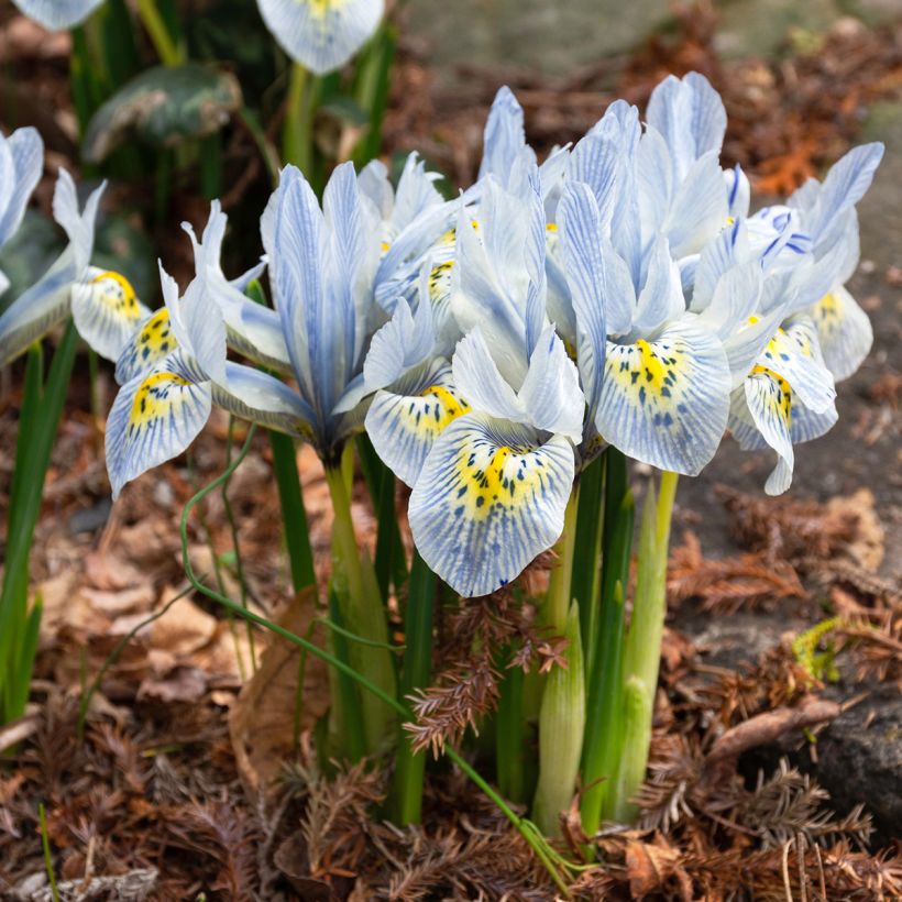 Iris reticulata Katharina Hodgkin - Netzblatt-Schwertlilie (Wuchs)