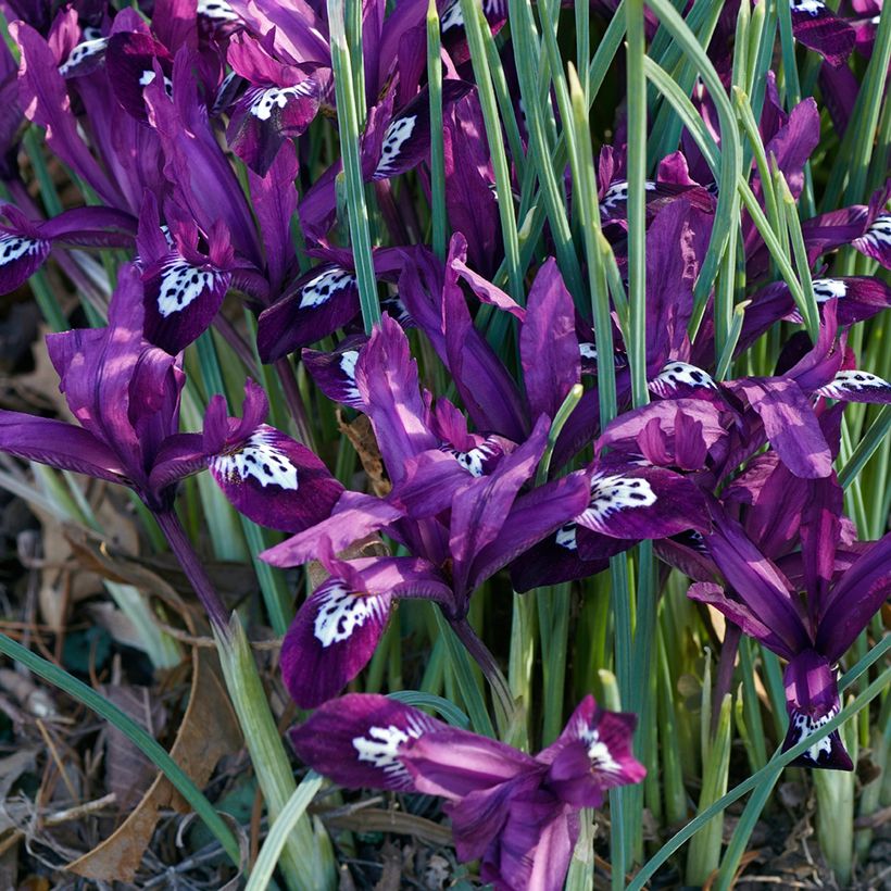 Iris reticulata Pauline - Netzblatt-Schwertlilie (Wuchs)