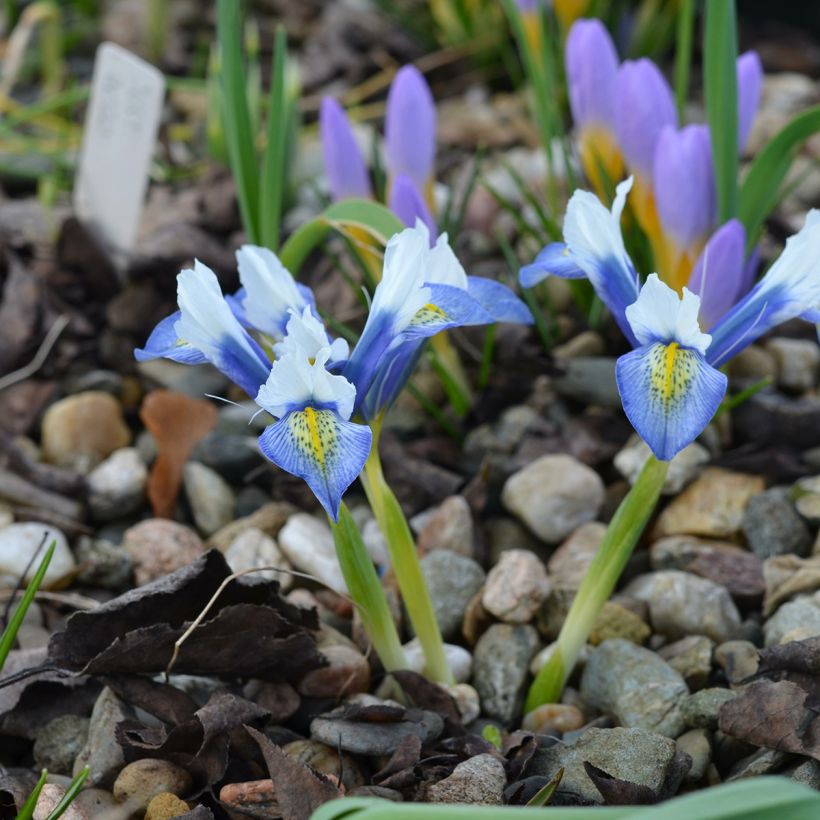 Iris reticulata Sea Breeze - Netzblatt-Schwertlilie (Wuchs)