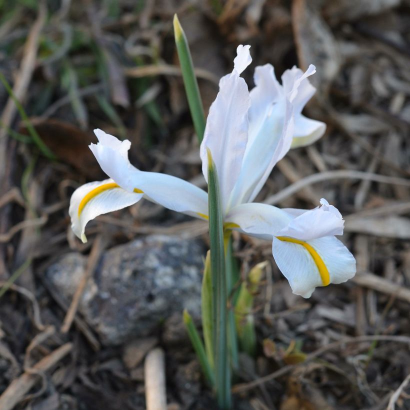 Iris reticulata White Caucasus - Netzblatt-Schwertlilie (Wuchs)