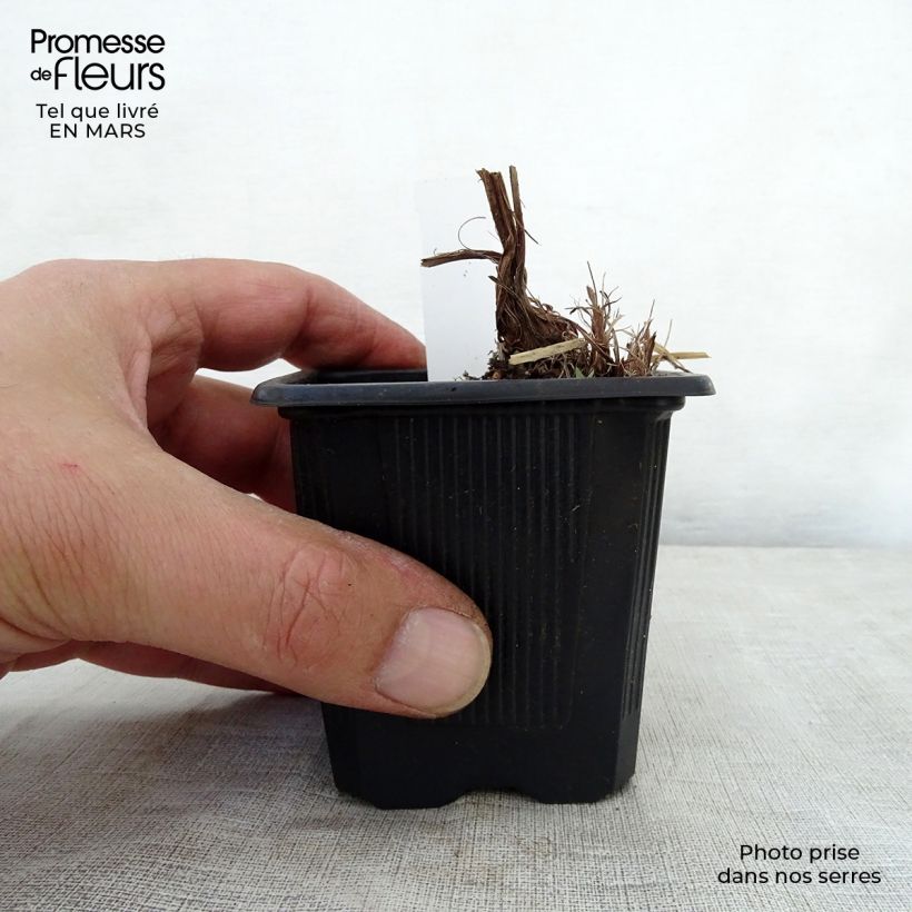 Example of Iris robusta Dark Aura - Sumpf-Schwertlilie Kleine Töpfe von 8/9 cm as you get in printemps