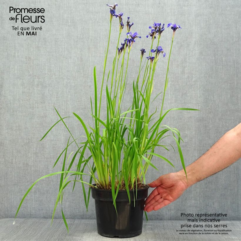 Exemplar von Iris sibirica Fran's gold - Sibirische Schwertlilie Topf mit 2L/3L wie im Frühjahr geliefert
