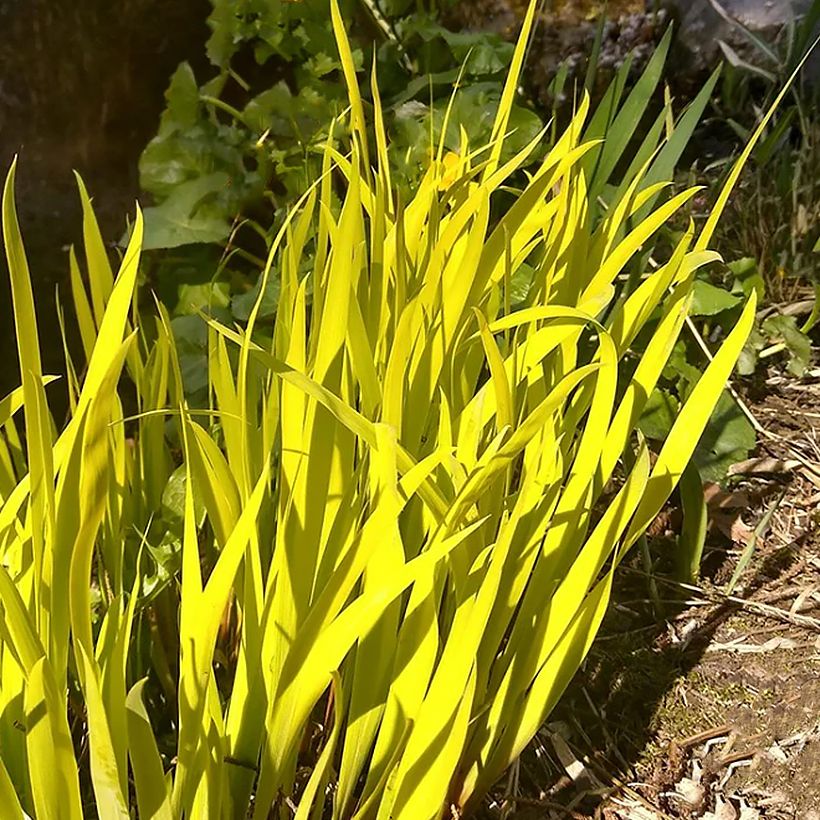 Iris sibirica Fran's gold - Sibirische Schwertlilie (Foliage)
