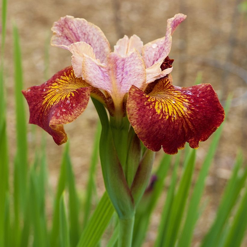 Iris sibirica Paprikash - Sibirische Schwertlilie (Blüte)