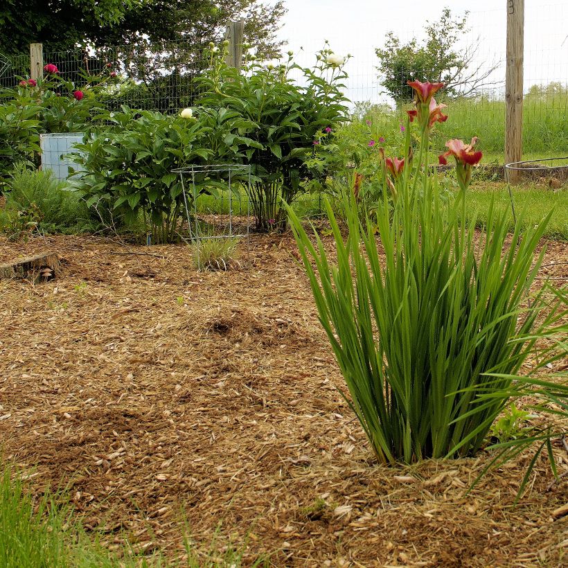 Iris sibirica Paprikash - Sibirische Schwertlilie (Wuchs)