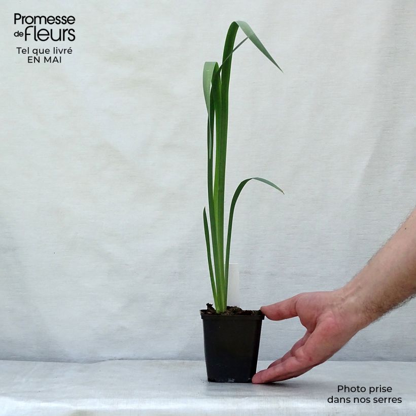 Exemplar von Iris sibirica Snow Queen - Sibirische Schwertlilie Kleine Töpfe von 8/9 cm wie im Frühjahr geliefert