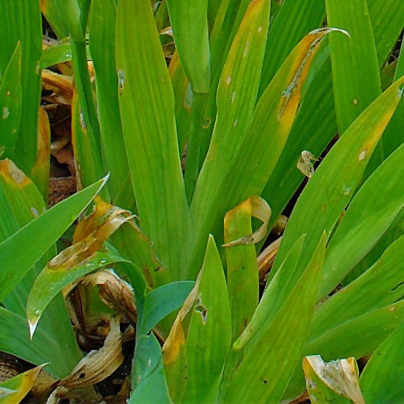 Iris tectorum - Dach-Schwertlilie (Foliage)