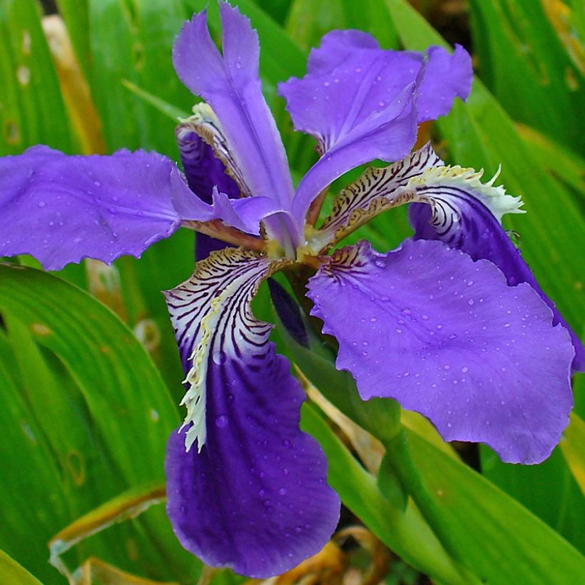 Iris tectorum - Dach-Schwertlilie (Flowering)