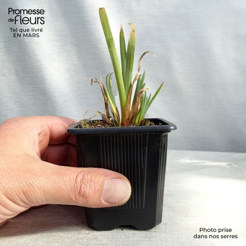 Exemplar von Iris versicolor - Schillernde Schwertlilie Kleine Töpfe von 8/9 cm wie im Frühjahr geliefert