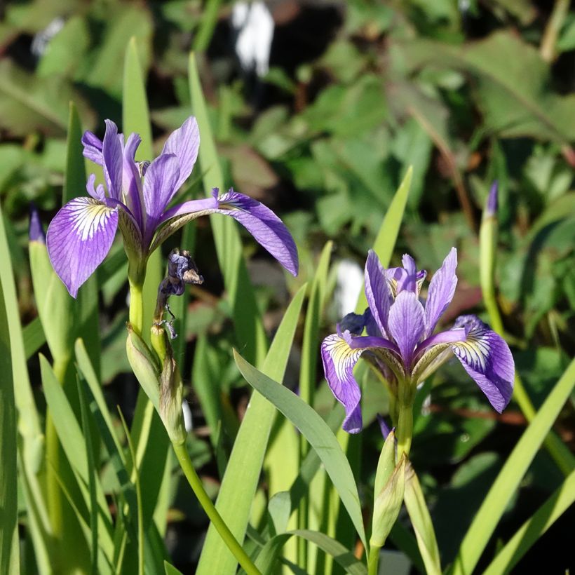 Iris versicolor Variegata - Schillernde Schwertlilie (Blüte)