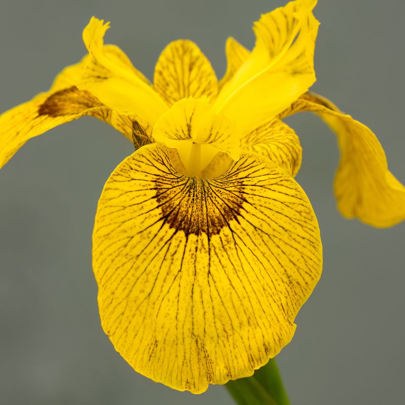 Iris Berlin Tiger - Teich-Schwertlilie (Blüte)