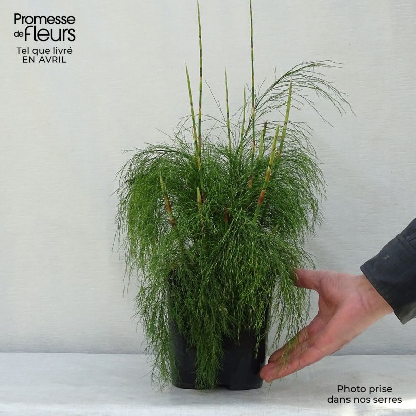 Example of Ischyrolepis subverticillata - Restio Topf mit 2L/3L as you get in printemps