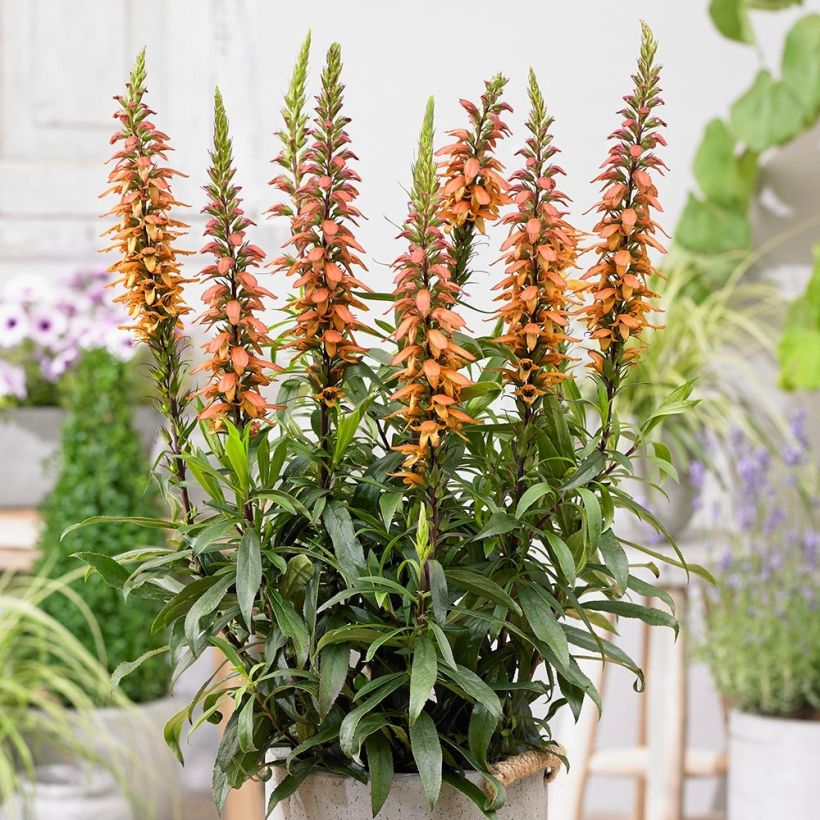 Isoplexis isabelliana Bella - Kanarischer Fingerhut (Wuchs)