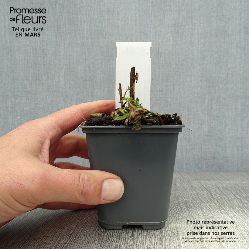 Exemplar von Isoplexis isabelliana Bella - Kanarischer Fingerhut Kleine Töpfe von 8/9 cm wie im Frühjahr geliefert