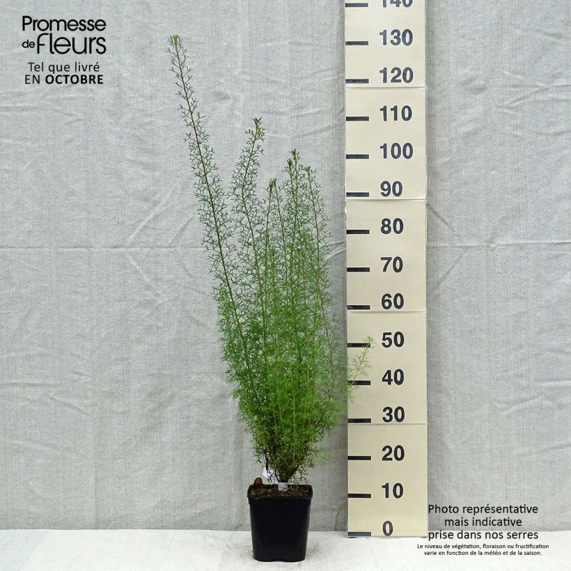 Exemplar von Isopogon formosus Topf mit 3L/4L wie im Herbst geliefert