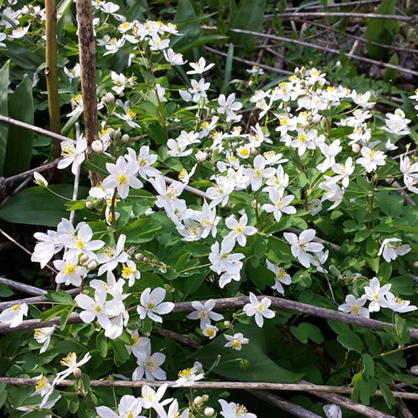 Isopyrum thalictroides - Muschelblümchen (Wuchs)