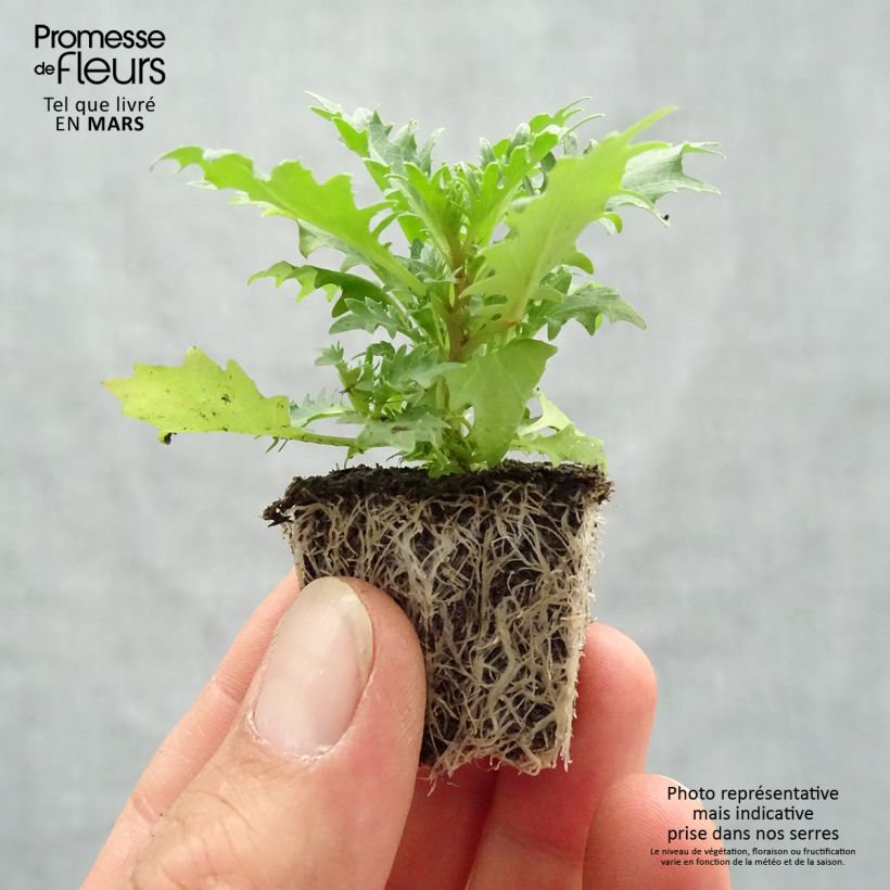 Exemplar von Isotoma axillaris Tristar Deep Blue - Schein-Lobelie Jardi-Plug: Wurzelballen 3,8 cm x 3,2 cm in Anzuchtplatte à 15 Stück. wie im Frühjahr geliefert