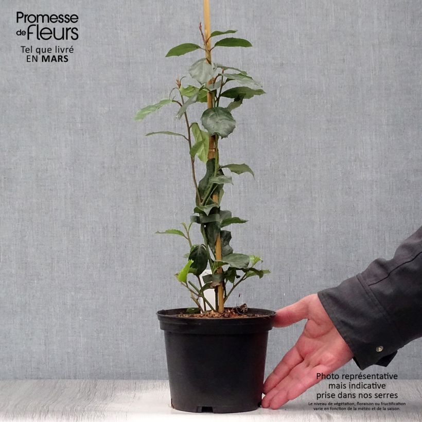 Example of Itea ilicifolia - Stechpalmenblättrige Rosmarinweide Topf mit 2L/3L as you get in printemps