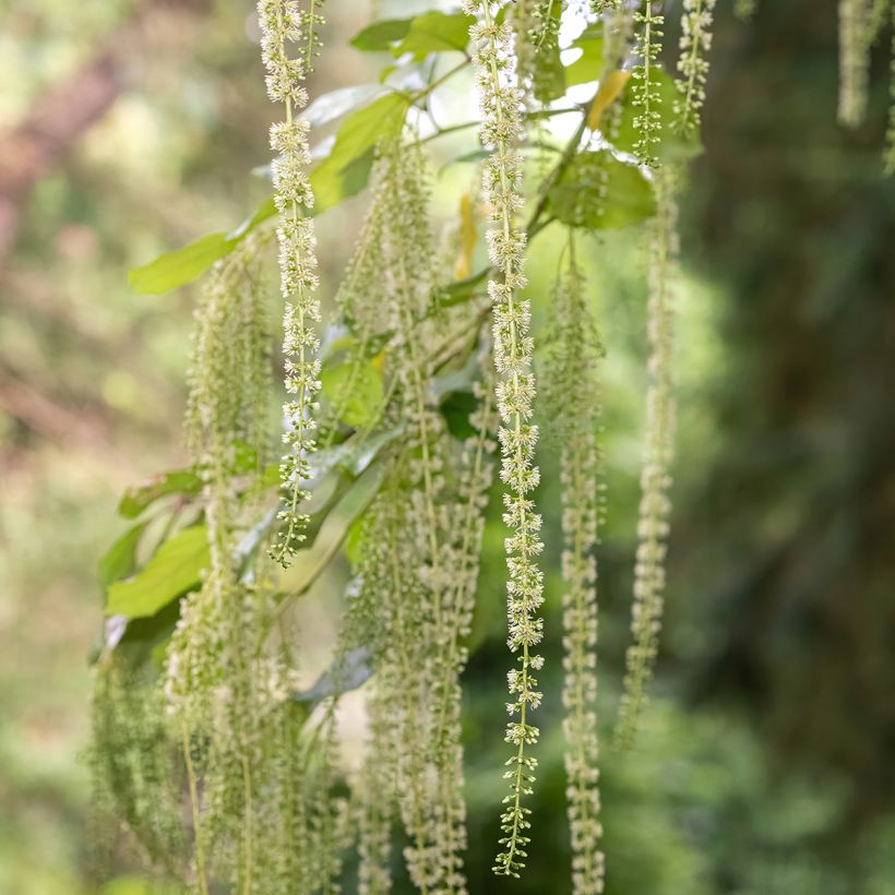 Itea ilicifolia - Stechpalmenblättrige Rosmarinweide (Flowering)