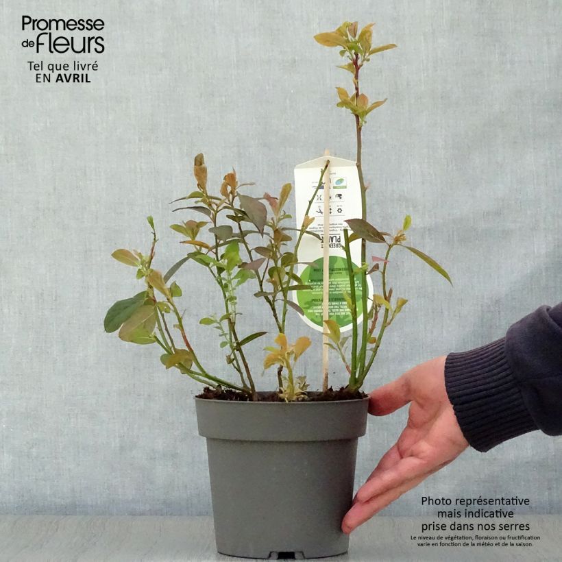 Example of Itea virginica Henry's Garnet - Viriginische Rosmarinweide Topf mit 2L/3L as you get in printemps