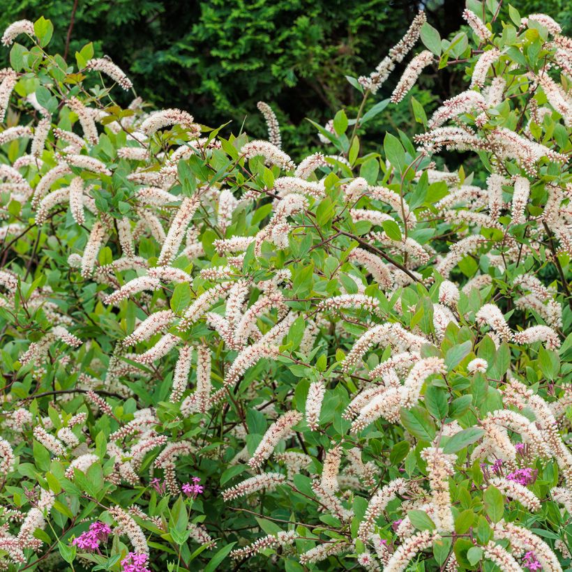 Itea virginica - Viriginische Rosmarinweide (Wuchs)