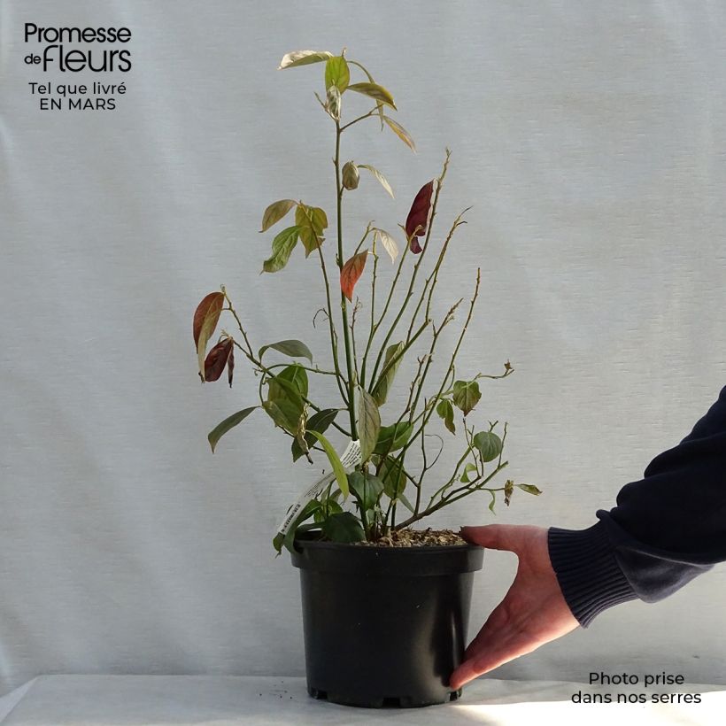 Exemplar von Itea virginica Little Henry - Viriginische Rosmarinweide Topf mit 3L/4L wie im Frühjahr geliefert