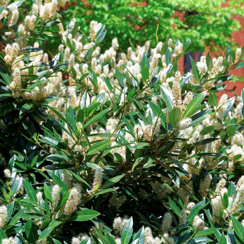 Itea virginica Little Henry - Viriginische Rosmarinweide (Laub)