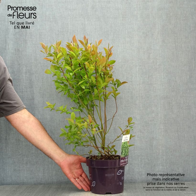 Exemplar von Itea virginica Love Child - Viriginische Rosmarinweide Topf mit 2L/3L wie im Frühjahr geliefert