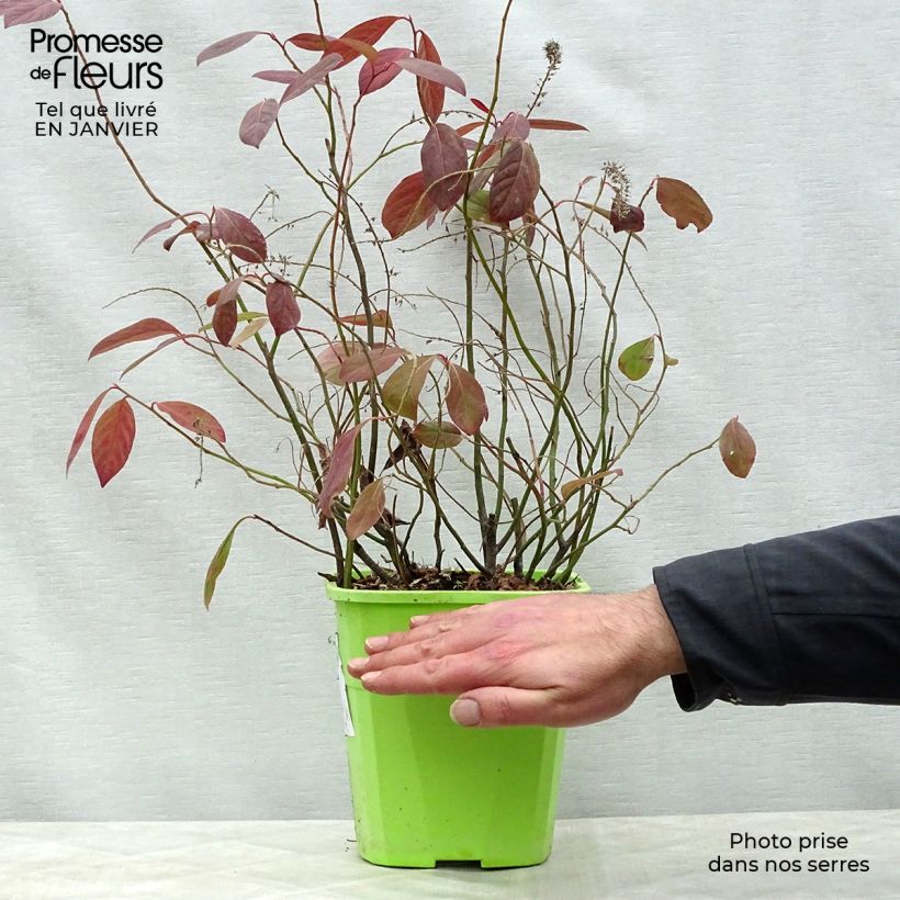 Example of Itea virginica Scentlandia - Viriginische Rosmarinweide Topf mit 4L/5L as you get in hiver