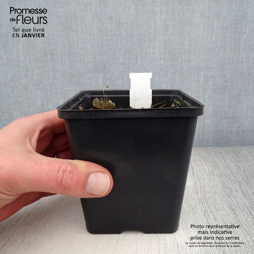 Exemplar von Jaborosa integrifolia Kleine Töpfe von 8/9 cm wie im Winter geliefert