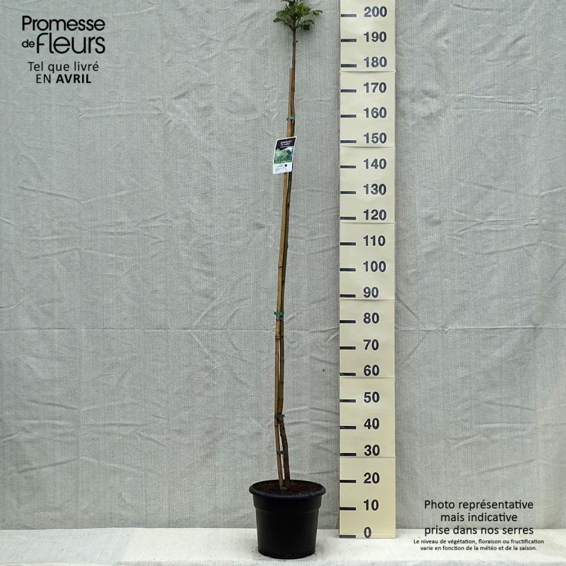 Example of Jacaranda mimosifolia - Palisanderholzbaum Topf mit 7,5L/10L as you get in printemps